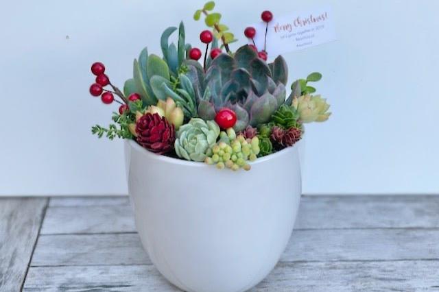 Christmas Succulent Garden in Ceramic