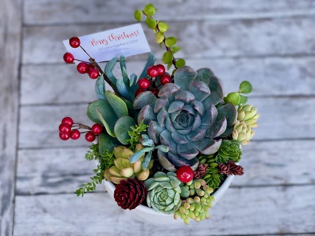 Christmas Succulent Garden in Ceramic