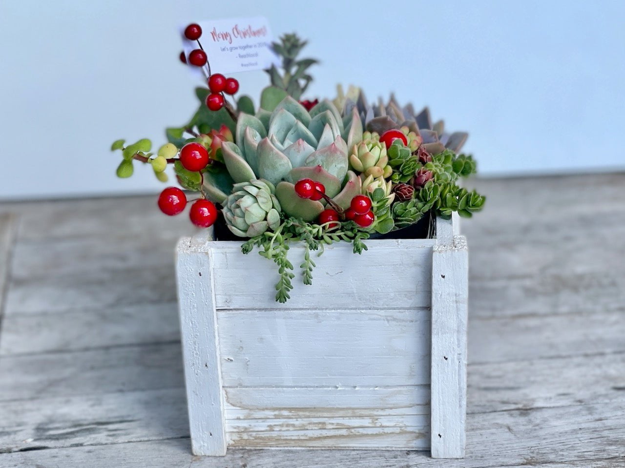 Christmas Succulent Garden in Wooden Box