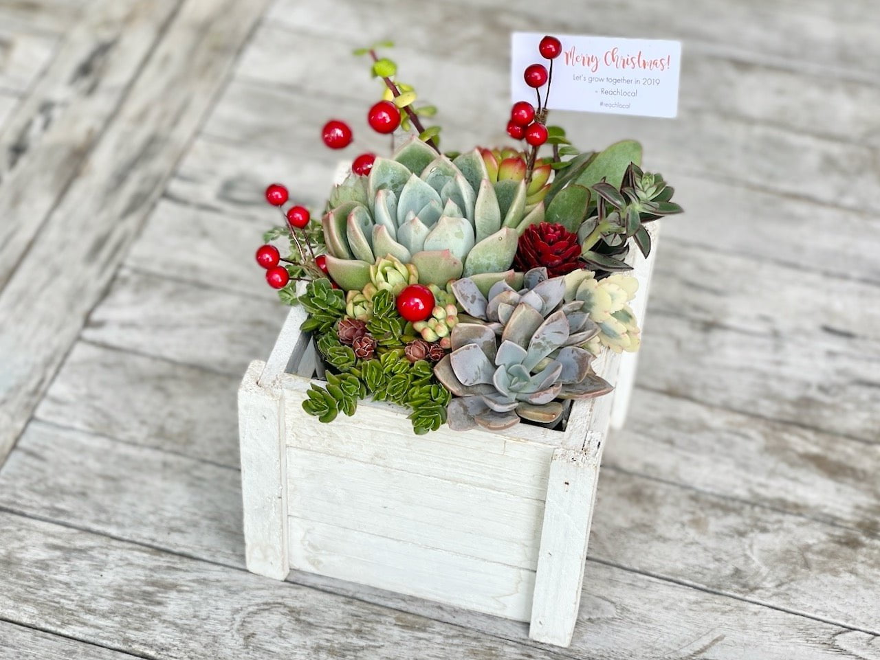 Christmas Succulent Garden in Wooden Box - Sydney Delivery Only