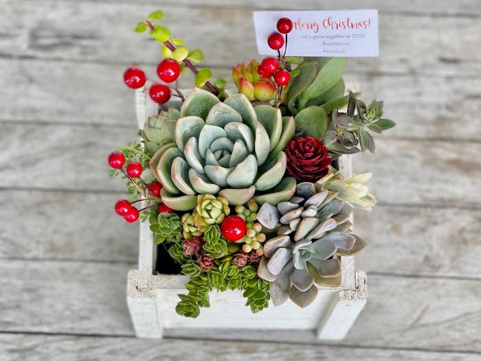 Christmas Succulent Garden in Wooden Box