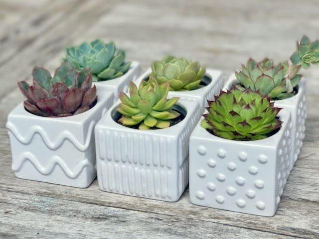 Potted Succulents Gift Box - Set of 6