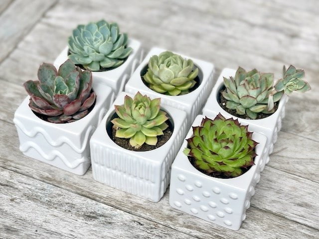 Potted Succulents Gift Box - Set of 6